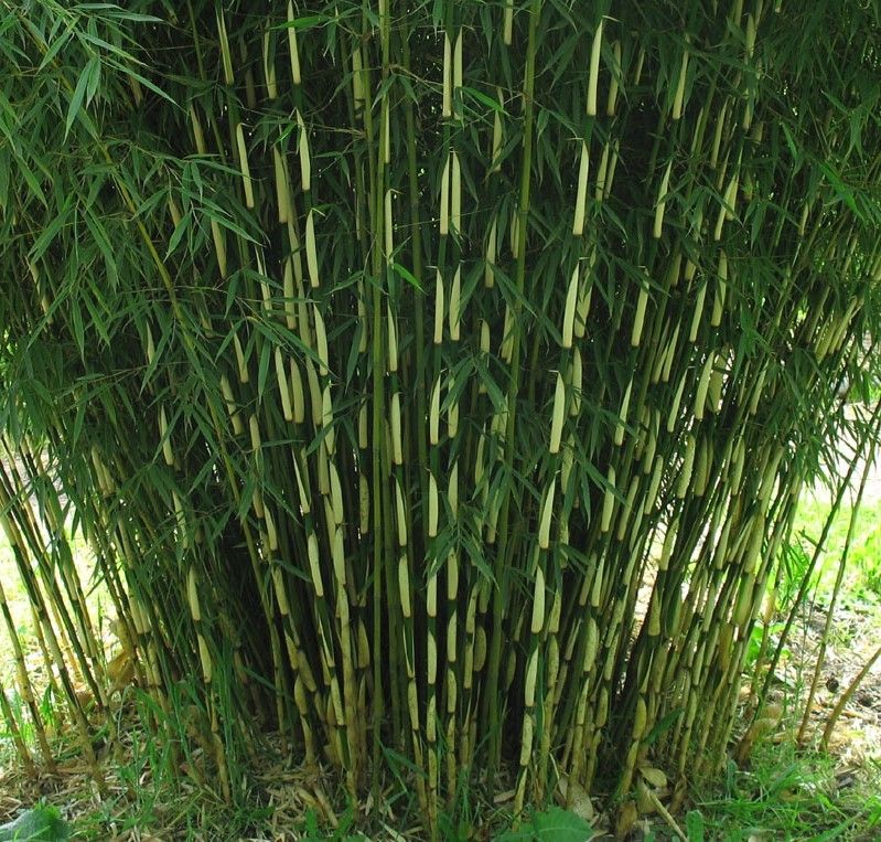 Бамбук в среднем вырастает. Бамбук Фаргезия Юньнаньская. Бамбук Fargesia 'Jiuzhaigou 1'. Бамбук nigra. Красный бамбук (Fargesia nitida).