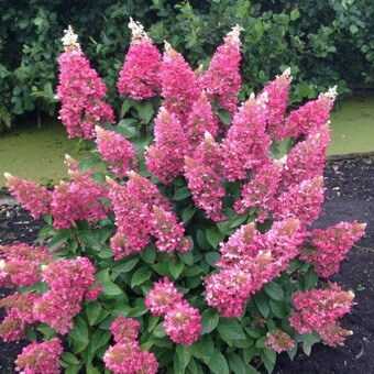 Les Pins Noirs Hydrangea Paniculata Diamant Rouge Rendia Et H