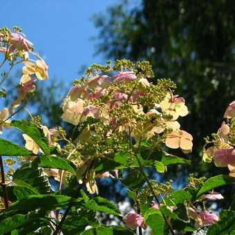 Hydrangea Macrophylla Hortensia White Stock Photos Hydrangea