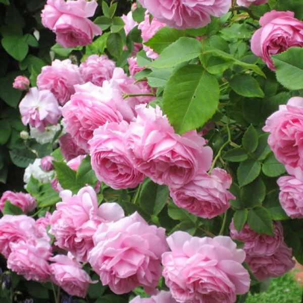 Роза парковая александр маккензи фото и описание