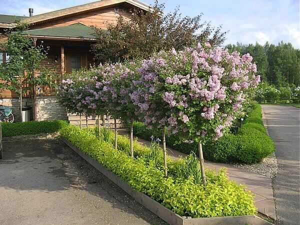 Кустарники декоративные для живой изгороди фото